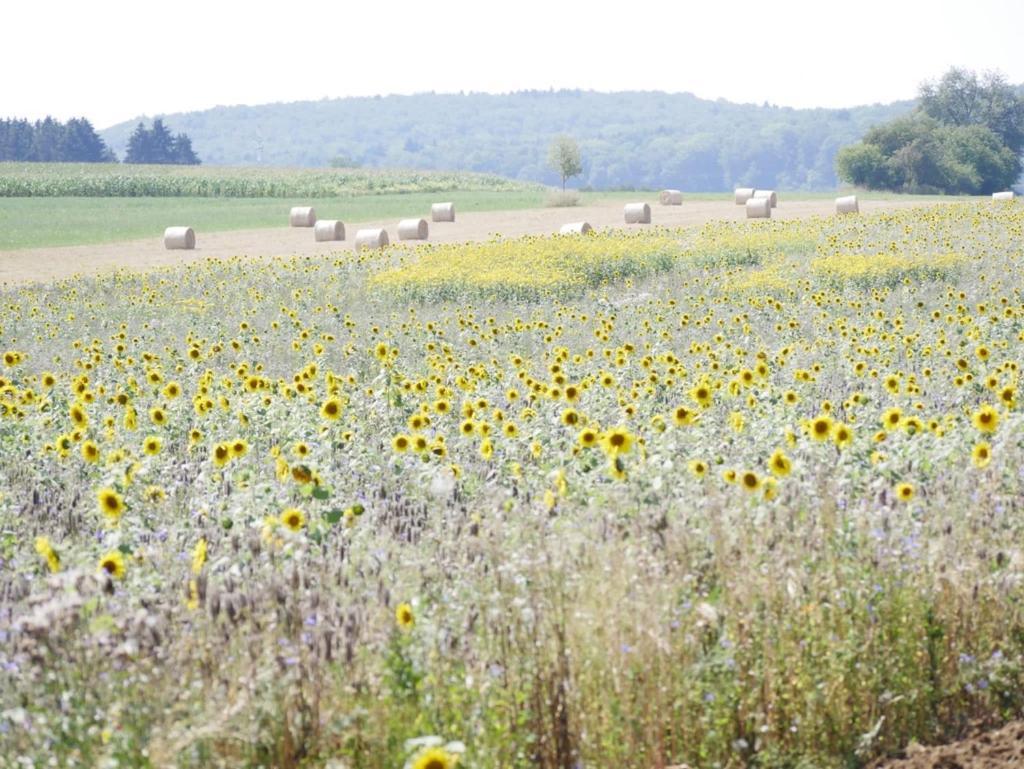 Ferienhaus Eichhoelzle Münsingen Kültér fotó